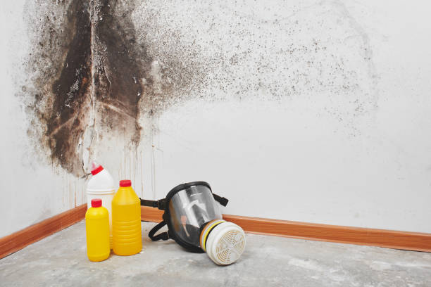 Best Mold Testing  in Williston, SC