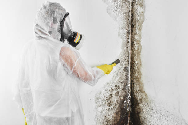 Best Office Mold Removal Services  in Williston, SC