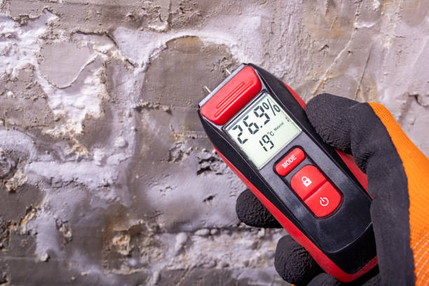 Best Home Mold Removal  in Williston, SC