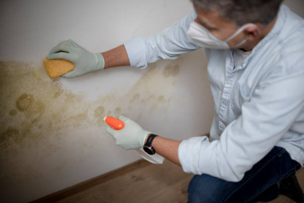Best Mold Remediation Services  in Williston, SC