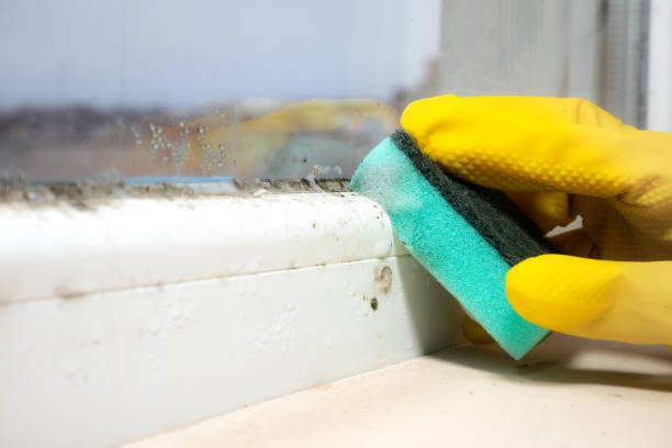 Best Certified Mold Removal  in Williston, SC
