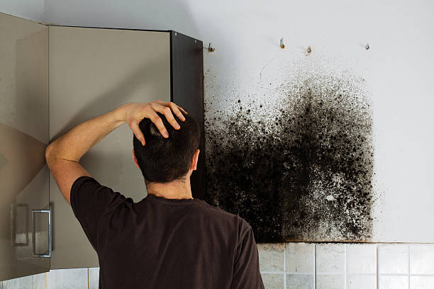  Williston, SC Mold Removal Pros