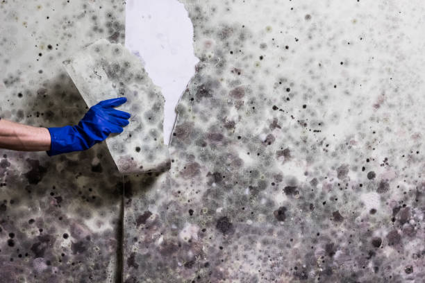 Best Home Mold Removal  in Williston, SC