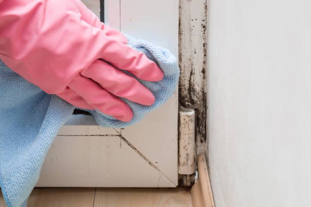 Best Mold Damage Repair  in Williston, SC